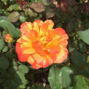 Meet your Posher, Ava